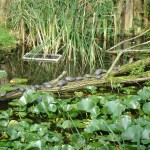 tierischgut04